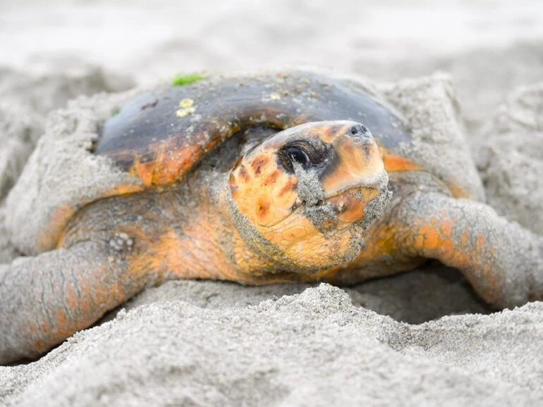 Oman Takes Legal Action After Viral Sea Turtle Harassment Video